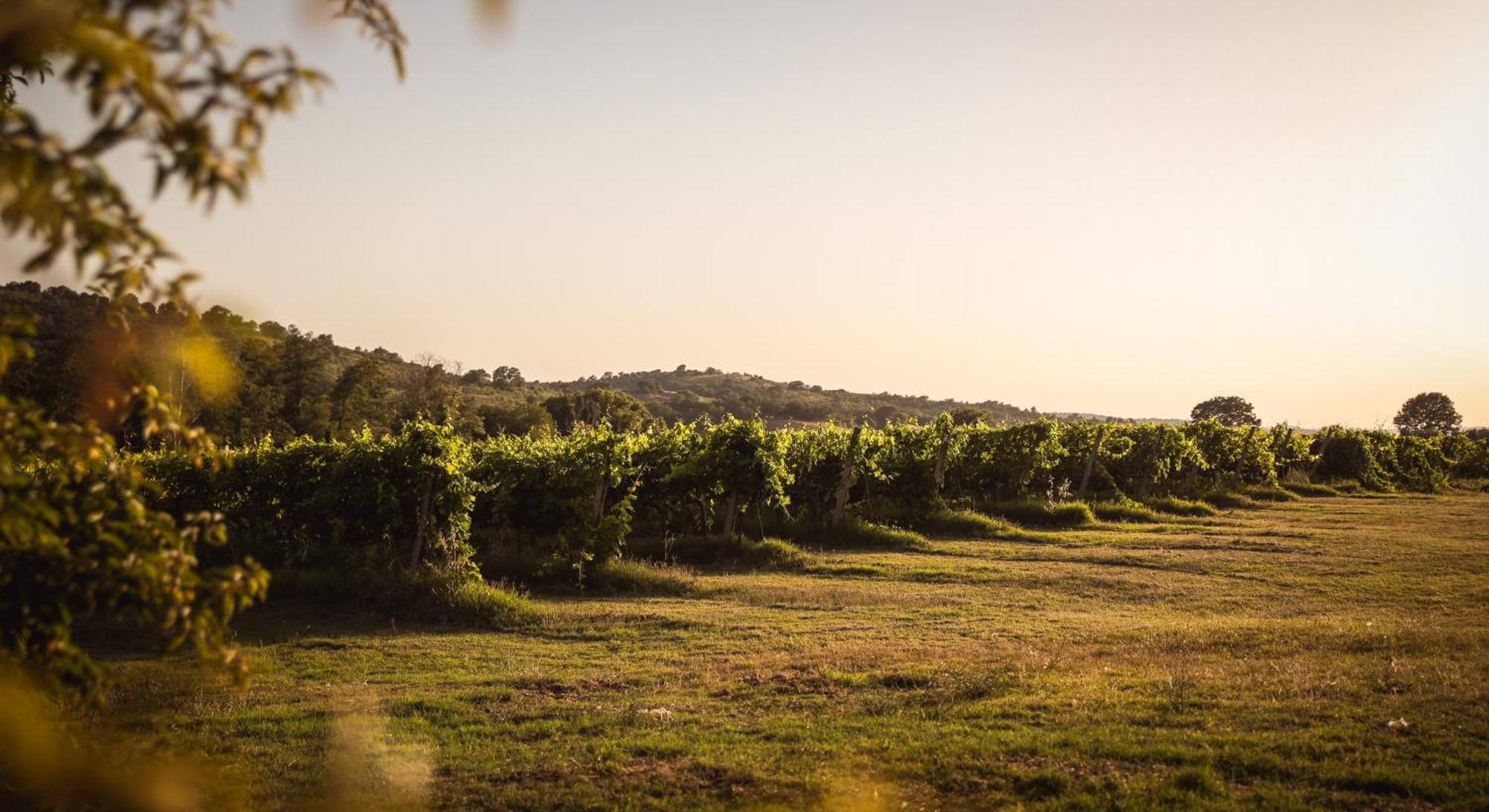 Agriturismo La Vecchia Quercia Montemerano Bagian luar foto