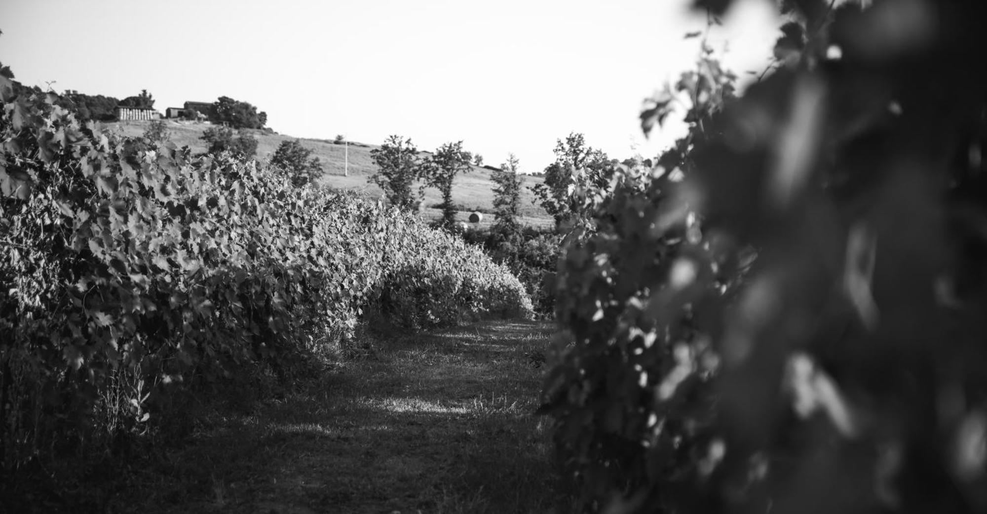 Agriturismo La Vecchia Quercia Montemerano Bagian luar foto